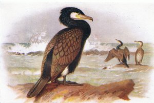 Cormorán